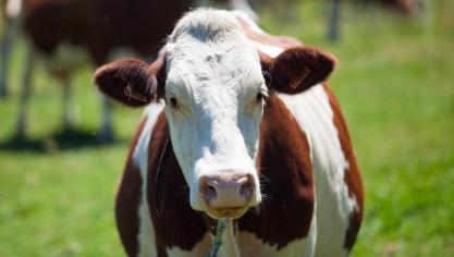 Chez les bovins, la récente épidémie de BTV-3 a entraîné davantage de décès que les années précédentes.