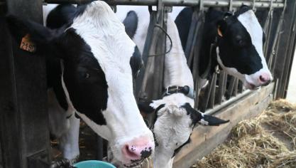 L’alimentation, l’environnement, la technique de traite, les vaches et le stockage du lait : des éléments primordiaux pour réussir sa production.