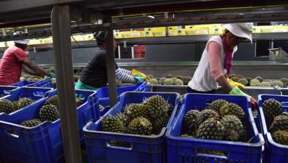 2,5 ha d’ananas sont récoltés et mis en casier chaque semaine.