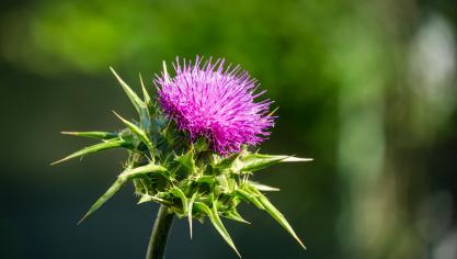AdobeStock_364835159