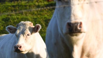 Même si la ferme est déjà infectée, il est essentiel de tester tout nouveau venu. En Belgique, il existe des souches différentes.