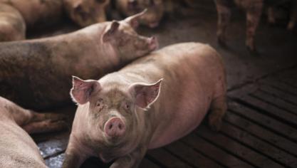 «La Chine est un marché complémentaire. Ils paient un prix correct pour des pièces que nous ne consommons pas chez nous», commente Michael Gore, administrateur délégué de la Fédération belge de la viande (Febev).