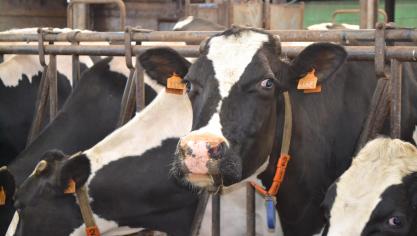 En dépit du recul du nombre de vaches bio, le volume de lait bio livré en 2023 a  augmenté de 4% pour atteindre 115.656 millions de litres en 2023.