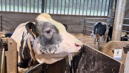 Des essais ont notamment été réalisés sur des Blanc-Bleu-Belge croisés  Holstein.