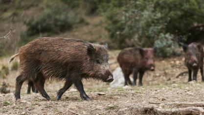 Le dernier cas en date a été détecté chez un sanglier en Allemagne, à 200 kilomètres de la frontière belge.