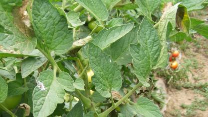 Les cultures de tomates sous serres sont moins souvent atteintes en étant protégées des pluies et la température plus élevée.