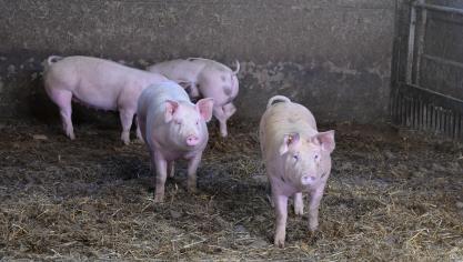 L’année passée, le pourcentage des exploitations ayant une utilisation élevée d’antibiotiques a encore diminué dans le secteur des porcs, des poulets de chair et des veaux de boucherie.