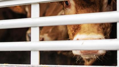 Pour le BVD, si la majorité des  exploitations et animaux est indemne,  la Belgique n’est pas reconnue comme étant sous programme d’éradication officiel, ce qui complique les échanges...