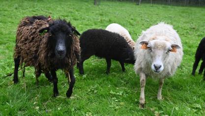 Les moutons proviennent de l