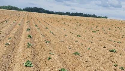 Unaccord a été obtenu pour que les problèmes d’émergence des pommes de terre plantées après le 5 juin puissent être signalés jusqu’au 31 juillet.