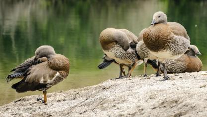 Bien que rare, la transmission de l’animal à l’homme nécessite une vigilance accrue.
