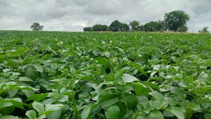 À travers la zone Nepg, les emblavements pommes de terre pourraient atteindre les 550.000 ha, soit plus de 100.000 ha en 10 ans.