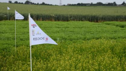 Neuf cultures innovantes  à faibles intrants sont actuellement  en test.