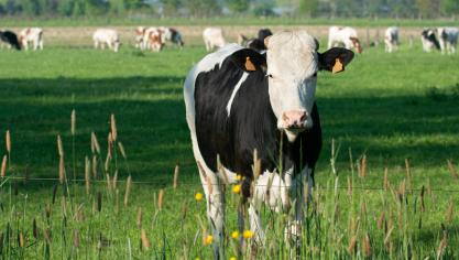 En 2022, la production bovine était présente dans 1.786 exploitations, soit 76,29 % d’entre elles.