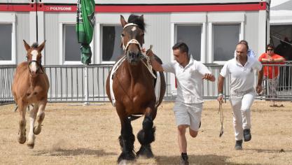 Le concours national du cheval de trait ardennais est très symbolique car elle est à l’origine de la Foire agricole de Libramont.