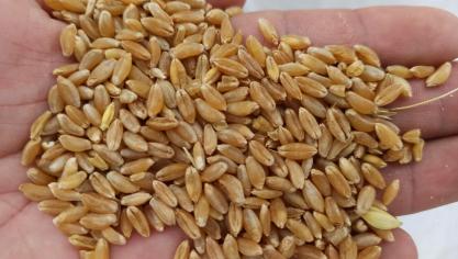 Grain de blé dur