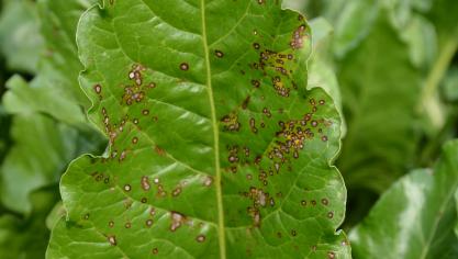 L’infestation de cercosporiose a été telle l’année dernière que la plus grande précaution s’impose cette année.