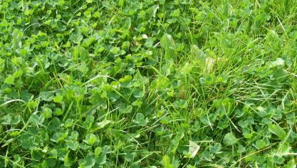 Les mélanges d'espèces à développement bas peuvent apporter une bonne couverture du sol, une masse racinaire importante etune masse foliaire moyenne.