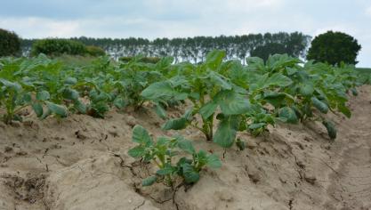 Après 72 jours de croissance, Fontane affichait un rendement brut moyen de seulement 21,5 t/ha (tous calibres, tare comprise), variant de 4 à 68 t/ha.