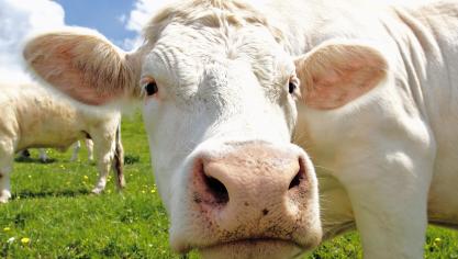 Beaucoup souhaitent aussi une  interdiction de l’exportation d’animaux vivants vers des pays ne respectant pas de règles strictes sur le bien-être animal durant le transport.