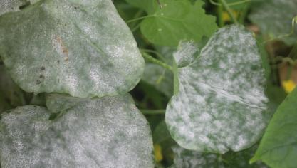 L’oïdium peut se développer et s’étendre sans qu’il y ait de pluie ou de rosée. Il lui suffit de disposer d’une humidité relative de 70 ou de 80%. Ces conditions sont fréquemment observées sous serre maraîchère après la fin juillet.