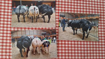 Au marché-concours de Libramont en 2022 où la famille avait remporté le 1 er  prix au concours de raceuses avec  la mère de ce taureau (Attribut X Lennie),  et le 1 er  prix des taureaux avec 5049.