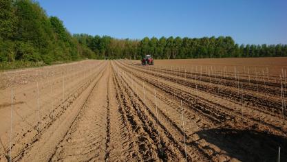 Chaque hectare planté représente environ 5.000 pieds, soit autant de bouteilles  qu’il faut être en mesure d’écouler.