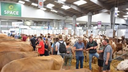 Au total, 500 bovins issus de 13 races différentes seront présent lors du salon.