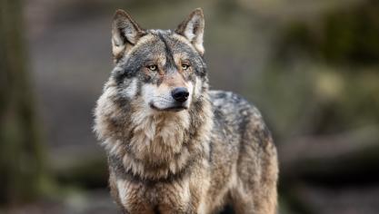 La commission européenne a proposé une révision du statut du loup pour  le faire passer d’une protection stricte  à une protection simple.