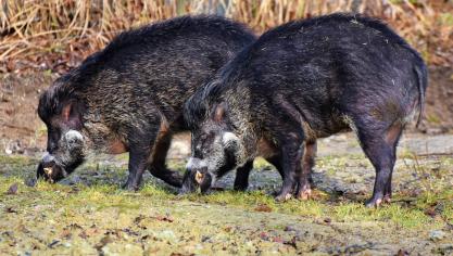 wild-boar-3214069