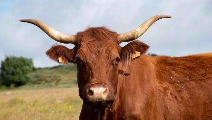 Alors que le dernier concours national dans le cadre du Sommet s'est déroulé en 2018, la Salers fait son grand retour cette année. 400animaux seront en compétition pour cette race.