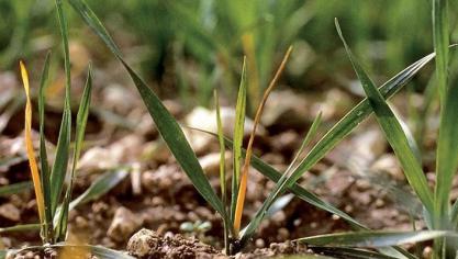 Jaunissement du maître brin sectionné par la larve de la mouche grise.