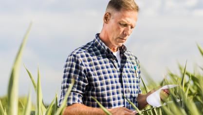 Si l’État membre décide de faire usage de cette autorisation, l’agriculteur pourra recevoir jusqu’à 70% de ses paiements directs sous forme d’avances à compter du 16 octobre, contre 50% actuellement.