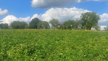 Le feuillage est encore bien actif (sauf sur les parcelles plantées tôt) pour faire progresser le PSE et le rendement dans les prochaines semaines.