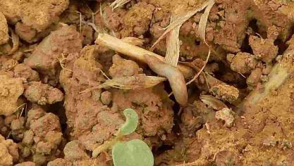 Des morsures de limaces sont observées sur les jeunes plantes de colza d’hiver.