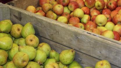 52% et 53% des consommateurs respectifs des fruits et des légumes d’origine wallonne affirment en consommer au moins une fois par semaine.
