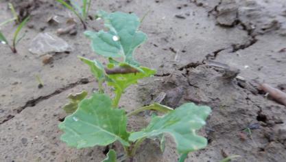 Limace grise s’alimentant d’une feuille de colza d’hiver au 1er octobre.