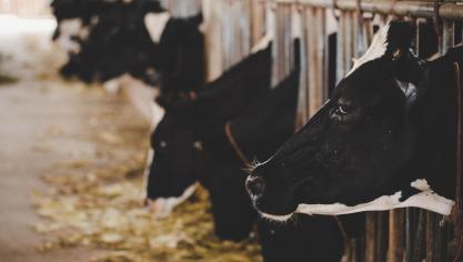 Pour bénéficier de ce mécanisme, les éleveurs devront posséder un troupeau de minimum 30 bêtes pour les ovins et de 10 bêtes pour les bovins.