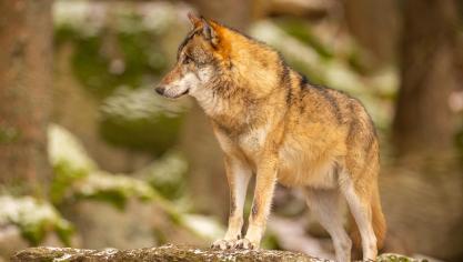 Le loup est, et reste, une espèce protégée, a indiqué la ministre