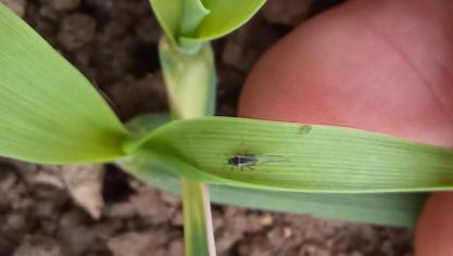 Puceron ailé sur jeune emblavure d