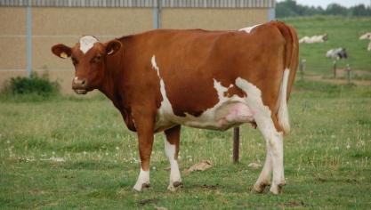Les ruminants sont des « artisans de la civilisation » affirme Frédéric Rollin.