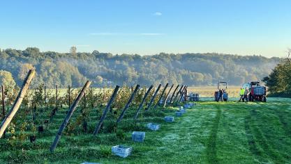 Au Domaine du Champ des Vignes à Lasne, les raisins récoltés cette année vont surtout servir à réaliser des tests de vinification.