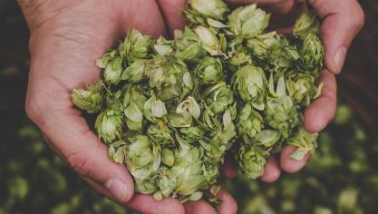 Le projet vise à développer et à tester des techniques de culture innovantes pour rendre le secteur du houblon plus  résilient.