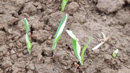 Phytotoxicité observée sur escourgeon suite aux précipitations abondantes reçues après le désherbage.