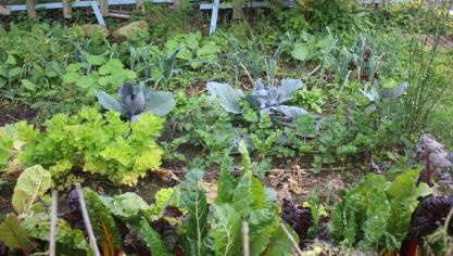 Les semis de mesclun n