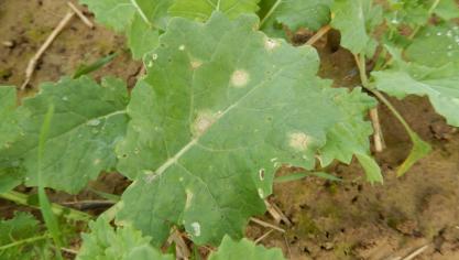 Des taches de phoma apparaissent sur les feuilles de colza, suite aux conditions très humides depuis le semis.