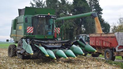En maïs grain à sécher, vu les frais  de séchage, il est recommandé  de patienter encore quelques jours  avant de récolter, pour autant que  la situation le permette.