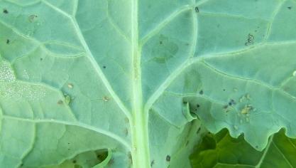 Sur les plantes, le nombre de pucerons observés à la face inférieure des feuilles varie entre 0 et 7 pucerons en moyenne par plante observée.