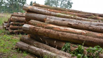 Par rapport au printemps dernier,  les prix des épicéas sains  s’affichent en hausse.