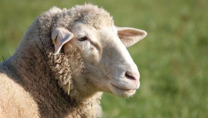 sheep-4673941_1280